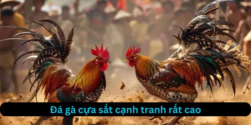 Đá gà cựa sắt có tính cạnh tranh cao