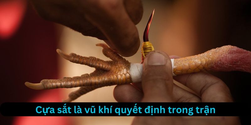 Cựa sắt là vũ khí quyết định trong đá gà cựa sắt