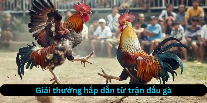 Giải thưởng hấp dẫn từ trận đấu gà