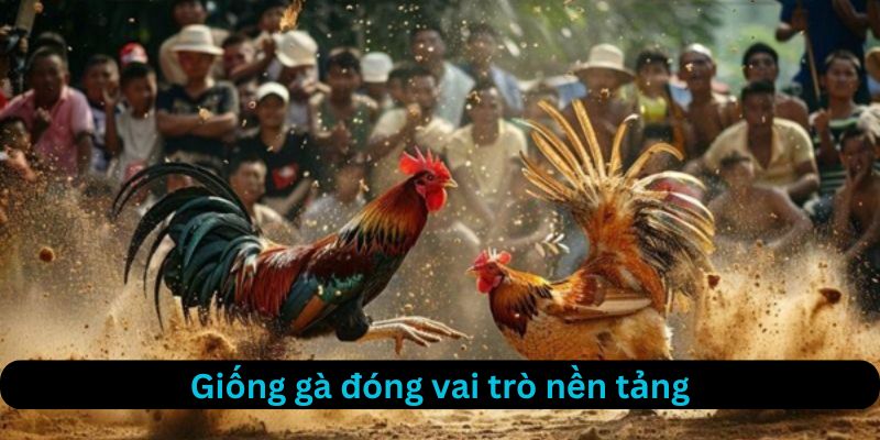 Giống gà chọi là nền tảng cốt lõi