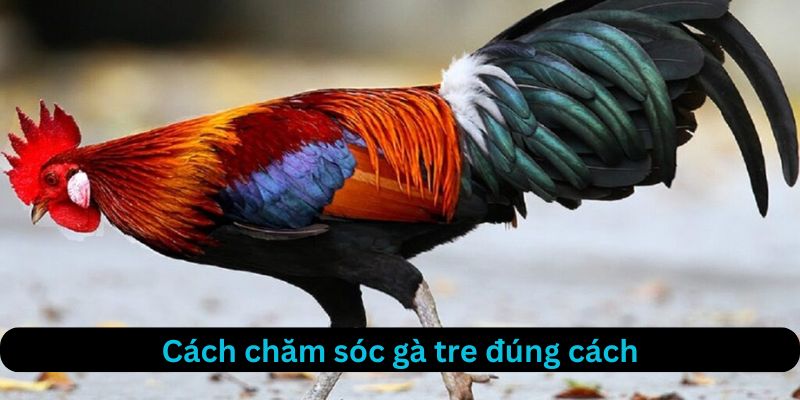 Cách chăm sóc gà tre đúng cách