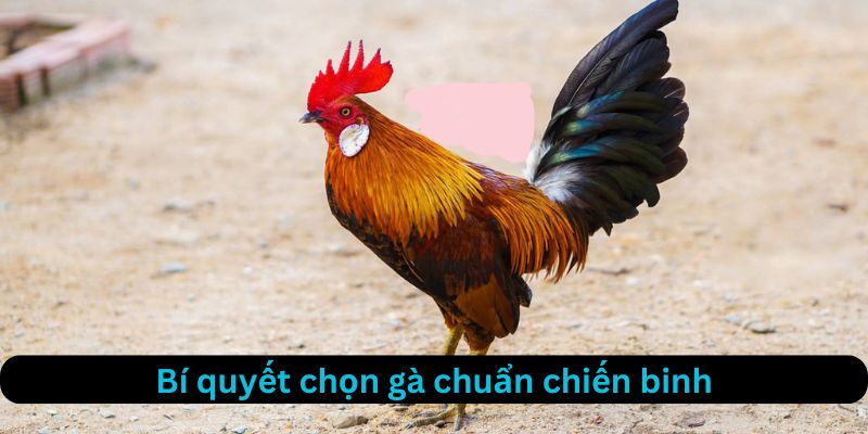 Bí quyết chọn gà chuẩn nhất