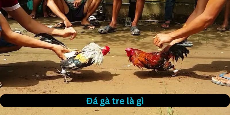 Đá gà tre là gì